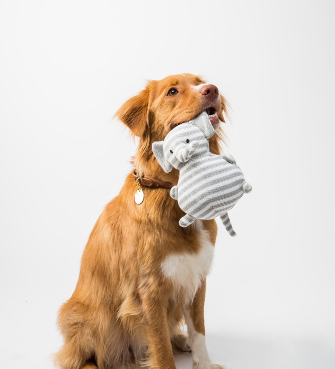 Ən yaxşı it yemləri