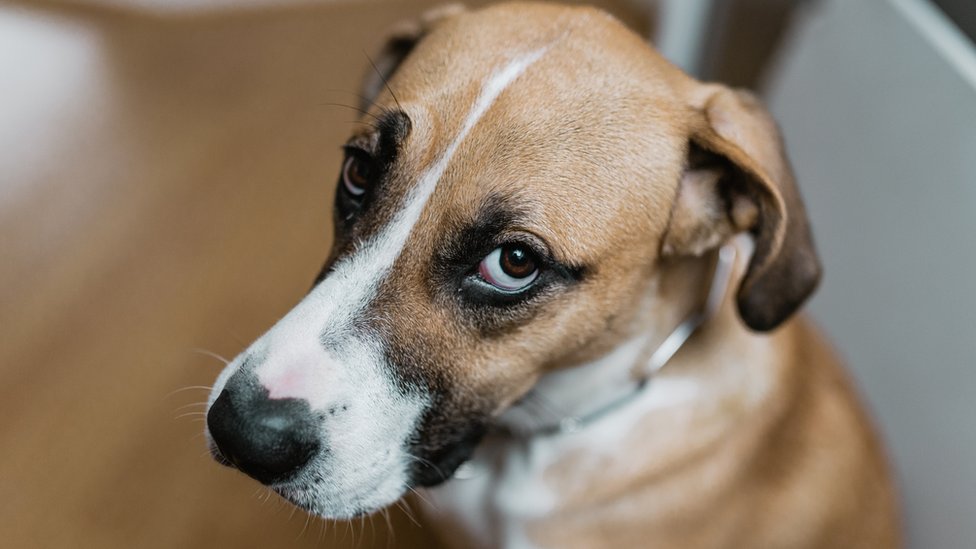 Pişik peyvəndi şəkli