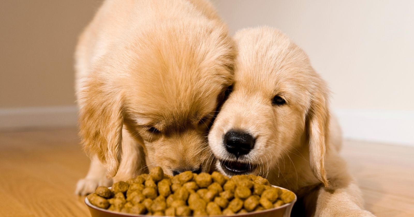 Pişik peyvəndi şəkli