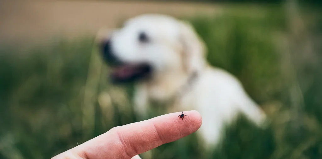 Pişik peyvəndi şəkli